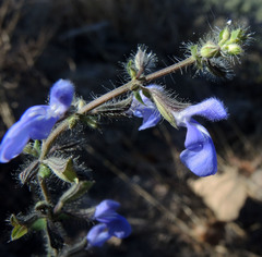 Salvia heterotricha