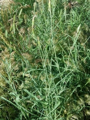 Tragopogon graminifolius