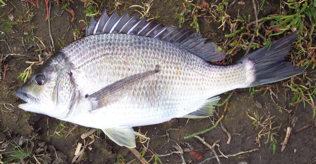 Black Bream