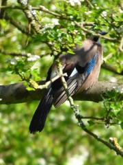 Garrulus glandarius