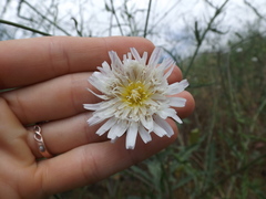 Malacothrix saxatilis tenuifolia