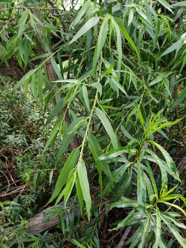 iNaturalist observation photo of Goodding's willow