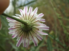 Malacothrix saxatilis tenuifolia