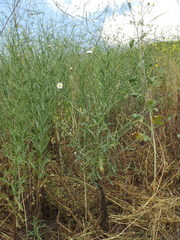 Malacothrix saxatilis tenuifolia