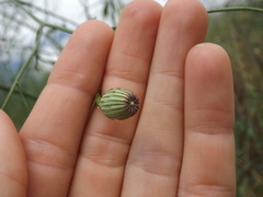 Malacothrix saxatilis tenuifolia