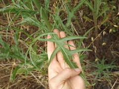Malacothrix saxatilis tenuifolia