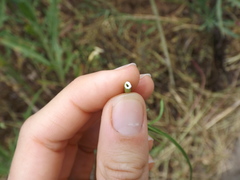 Malacothrix saxatilis tenuifolia