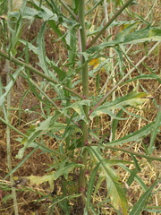 Malacothrix saxatilis tenuifolia