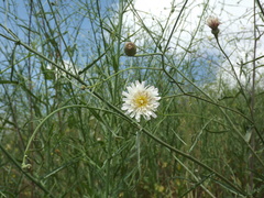 Malacothrix saxatilis tenuifolia
