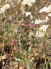 Clarkia unguiculata