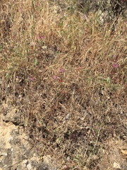 Clarkia unguiculata