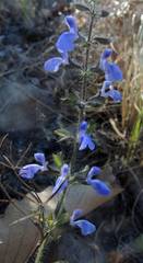 Salvia heterotricha
