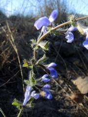 Salvia heterotricha