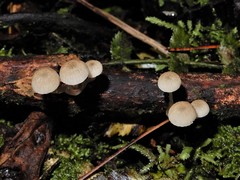 Roridomyces austrororidus