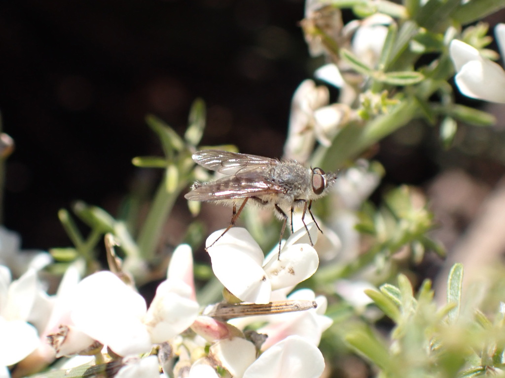 Thereva teydea
