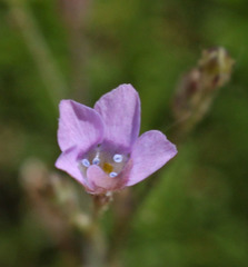 Saltugilia latimeri