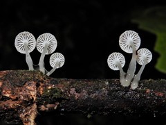 Roridomyces austrororidus