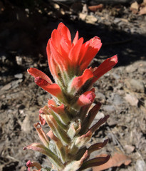 Castilleja auriculata