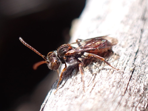 Nomada glaucopis