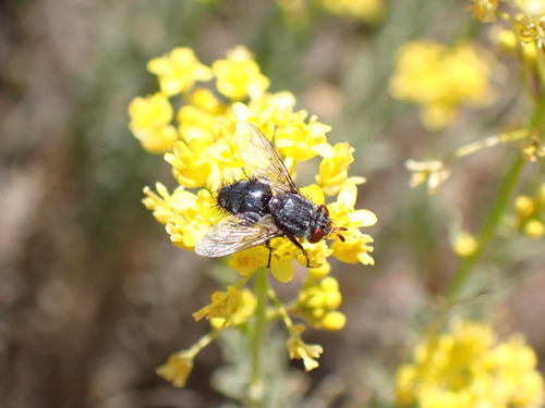 Peleteria ruficornis