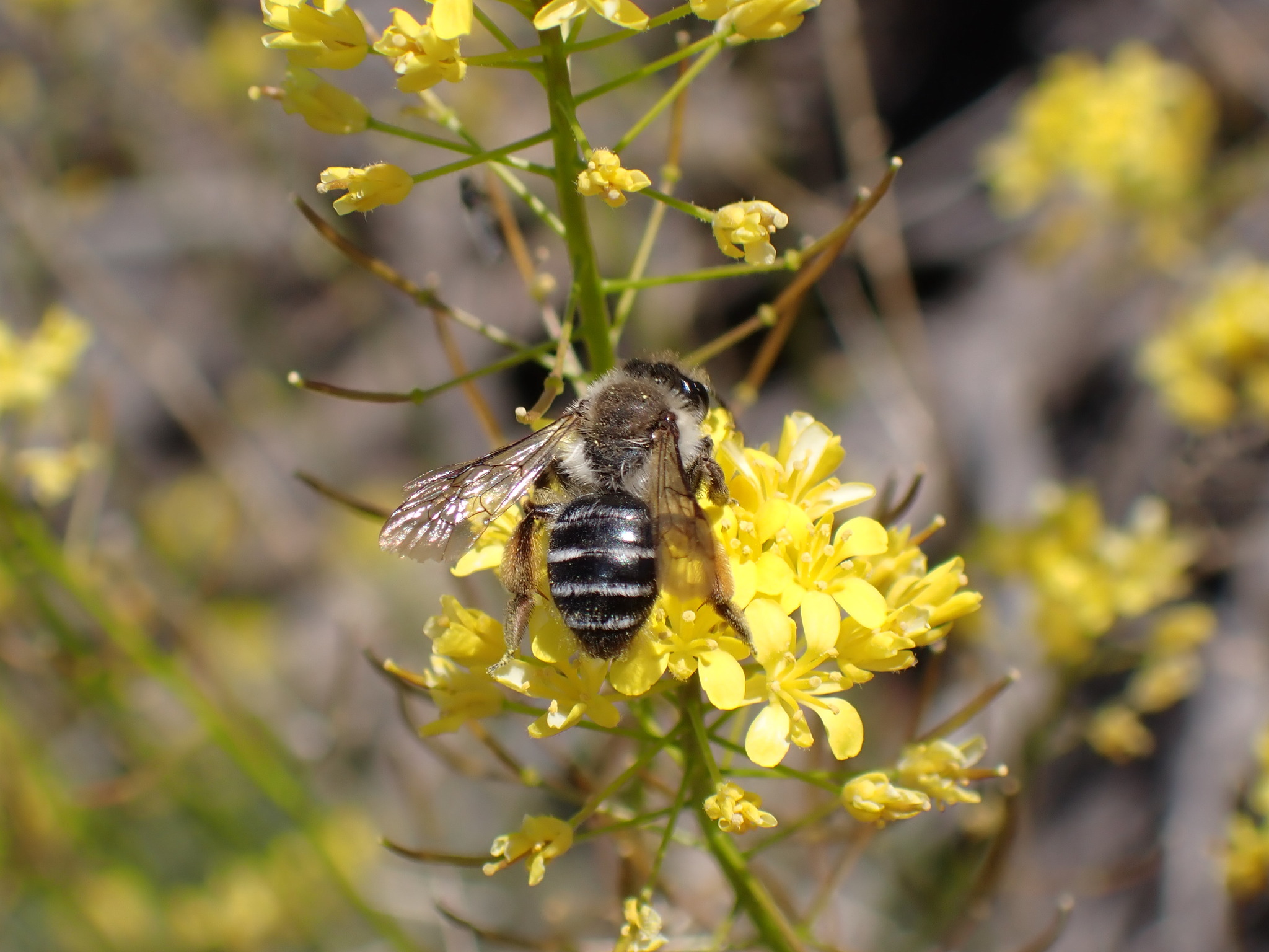 Andrena vulcana