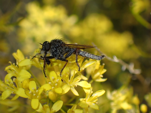 Tolmerus oromii