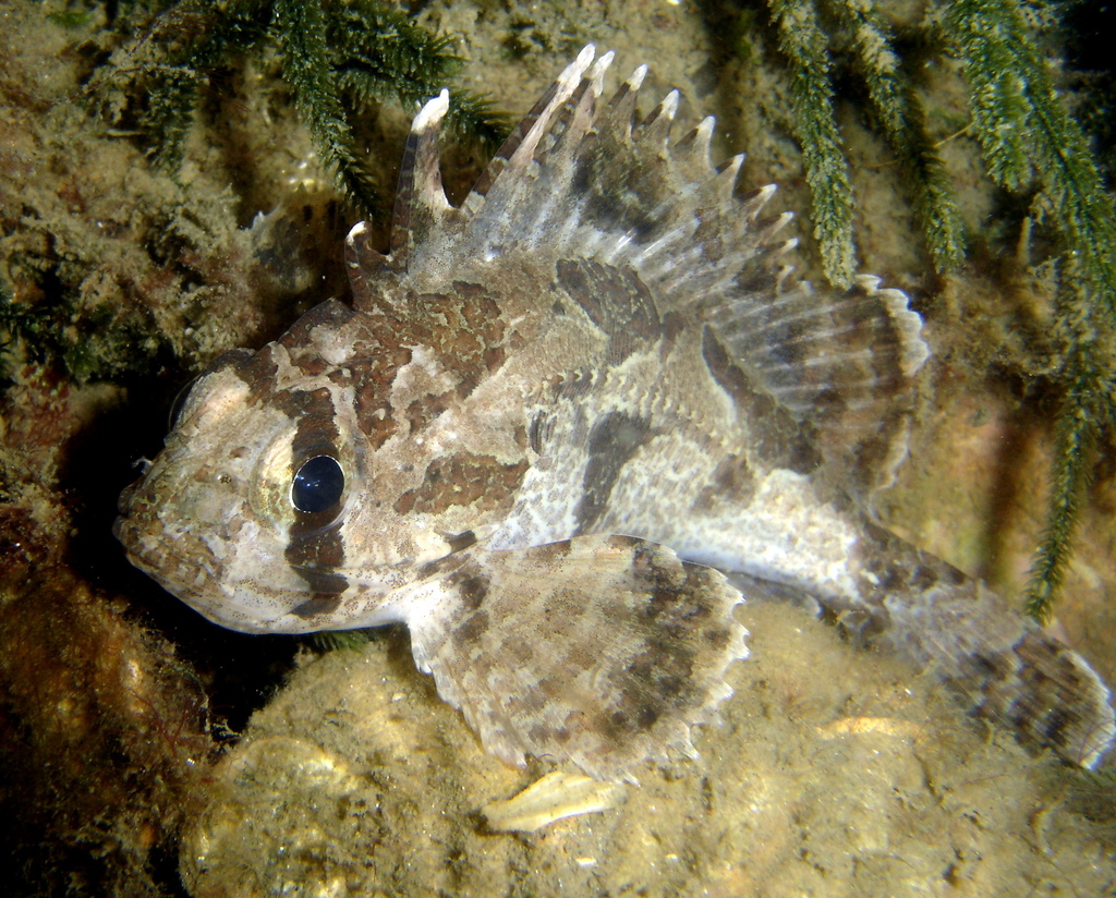 Devilfish