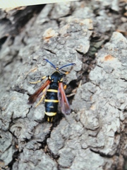 Paranthrene tabaniformis