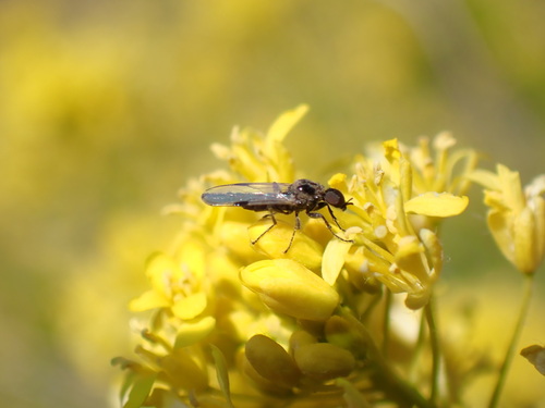Bibio elmoi