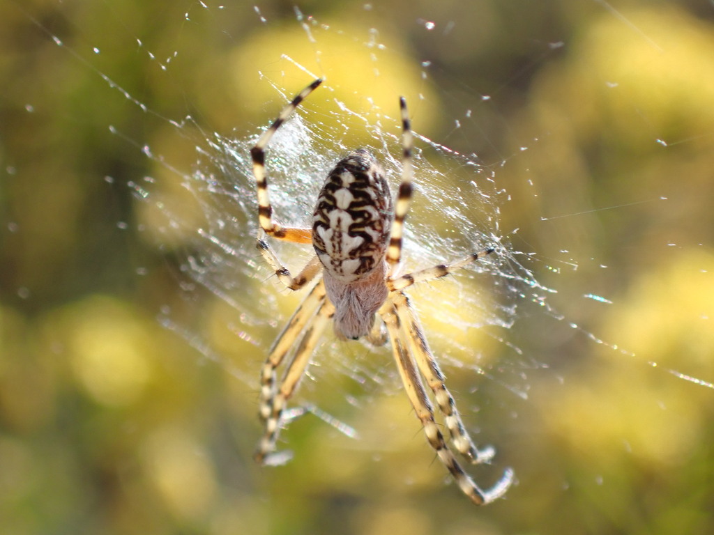 Araneus annulipes
