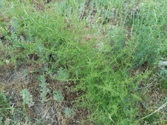 Asparagus verticillatus