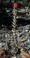 Castilleja auriculata