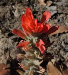 Castilleja auriculata