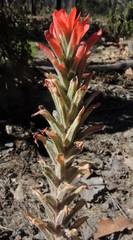 Castilleja auriculata