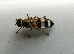 Chaetopsis massyla