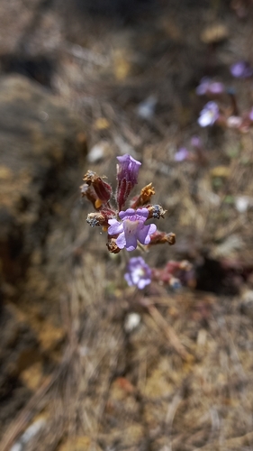 Chaenorhinum serpyllifolium (Chaenorhinum serpyllifolium)