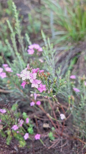 Lax Porcelainflower (Acmadenia laxa)
