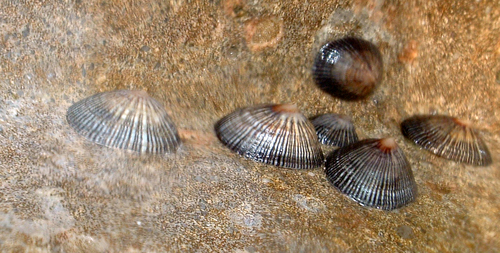 Siphonaria naufragum