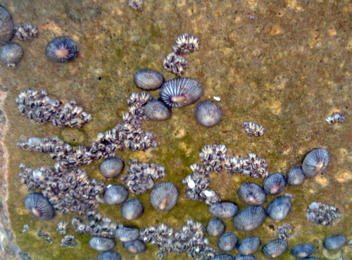 Western Atlantic Striped False Limpet