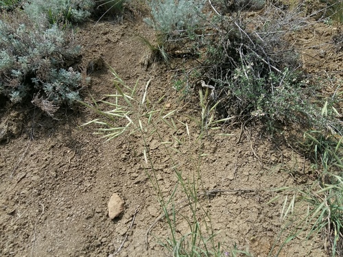 Bromus riparius · iNaturalist