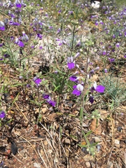 Collinsia linearis
