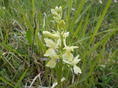 Orchis provincialis