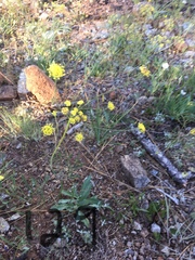 Lomatium triternatum