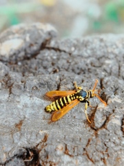 Paranthrene diaphana