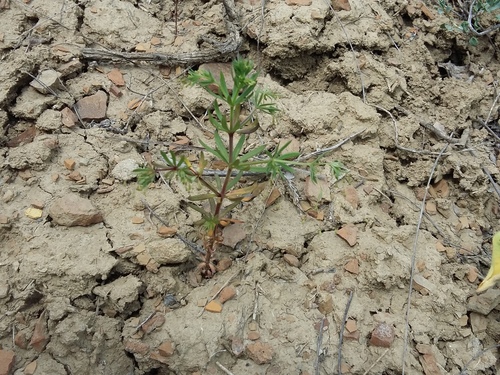 Galium tenuissimum