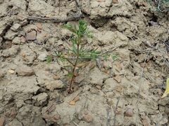 Galium tenuissimum