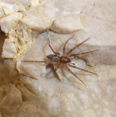 Liocranum rupicola