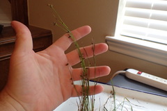 Rhynchospora globularis