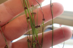 Rhynchospora globularis