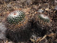 Mammillaria wagneriana